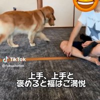 歩き回る福ちゃん