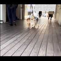 かたまって歩く3匹の犬