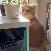 「証拠でもあるのかしら…？」