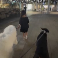 デュークくんも護衛に