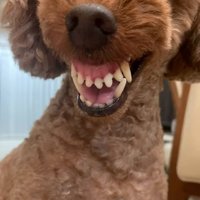 歯茎モンスターのえるもくん2