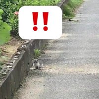 わんこのお散歩をしていたら…