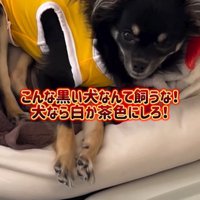 寝そべる黒い小型犬
