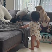柴犬たちに近づく息子さん