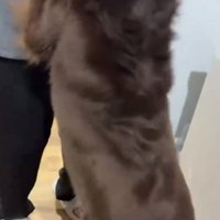 ママに飛びつくテールちゃん