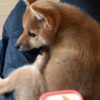 飼い主の膝の上に乗ってブラッシングしてもらう子犬
