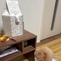 盆棚を見つめるぷく君1