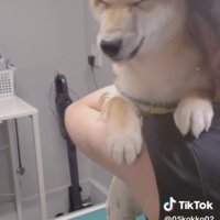 抱きしめられて目を細める犬