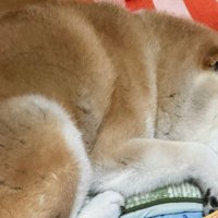 あっという間に夢の中へ