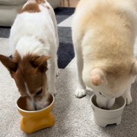 「ヨシ」と言った時の銀くんとエマちゃん8