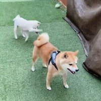 リードを引っ張られる犬