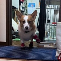 足を高く上げてカメラの方へ近づいてくる犬