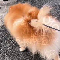 「お散歩はこっちのはず」