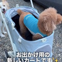 新しいカートのお披露目