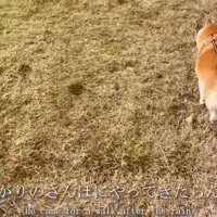 雨の日のお散歩