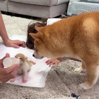 子猫たちに夢中♡