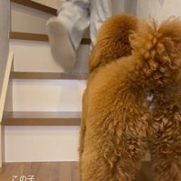 階段の前で立ち止まるボンドくん