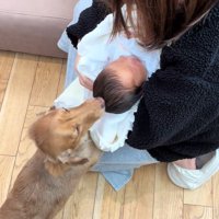 赤ちゃんとワンコ2匹の初対面9