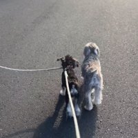 もう1匹に近づく犬