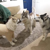 「お友達のバディくんだ！！」