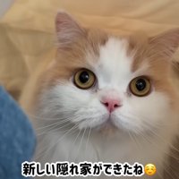 レモンさんがコタツの中へ