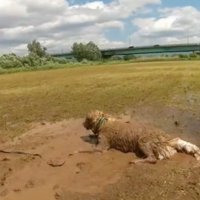泥の中を転がる大型犬
