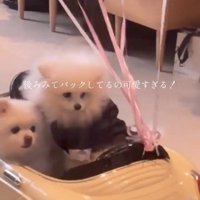 後ろを振り返る2匹の犬