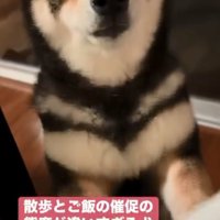 黒柴犬のももちゃん