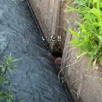 壁にしがみつく生き物1
