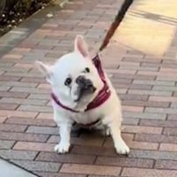 立ち止まって見上げる犬