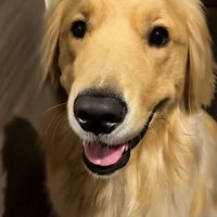 笑顔でカメラを見つめる犬