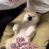 膝の上で仰向けになる犬