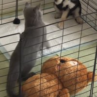 前足を伸ばして犬パンチを披露する犬