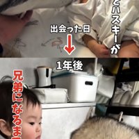 赤ちゃんに顔を寄せる犬と成長後に寄り添う2人