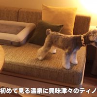 旅行中のティノちゃん4