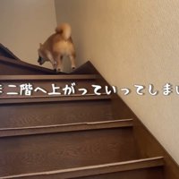うにくんを呼び戻すと…