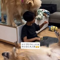 お兄ちゃんを囲む大型犬たち