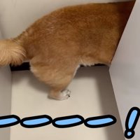 洗濯機と壁の隙間に入る犬