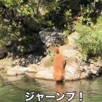 飛び込んだ！