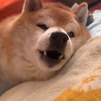 名前を呼ぶと「わお～ん」とお返事