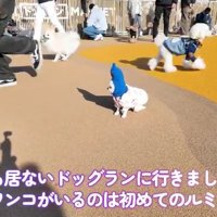 たくさんの犬がいるドッグラン