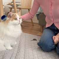 レモンさんのブラッシング中