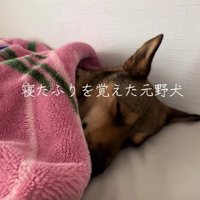 布団の中でぐっすり夢の中