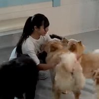女性に集まる犬たち