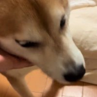 帰宅した飼い主に甘える犬