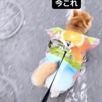 カラフルな装いに