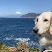 3度目の犬生が始まった