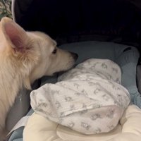 赤ちゃんが泣いた時のワンダくん2