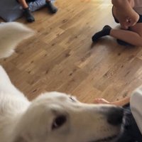 帰宅後のお子さんたちとまる君2