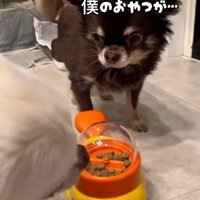 がっかりするこげまる君